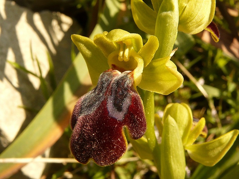 Ophrys lucifera